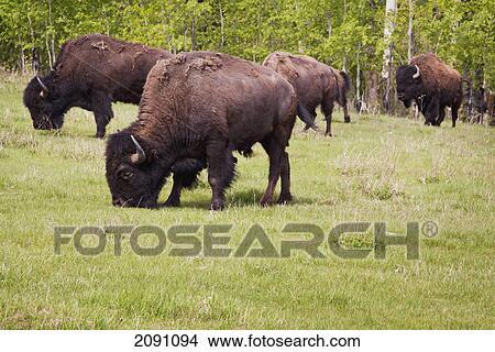 Picture - Plains bison in elk island national park; alberta, canada. Fotosearch