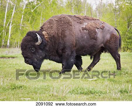 Plains bison in elk island national park; alberta, canada View Large Photo Image Stock Image - Plains bison in elk island national park; alberta, canada. Fotosearch