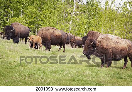 Stock Image - Plains bison in elk island national park; alberta, canada. Fotosearch