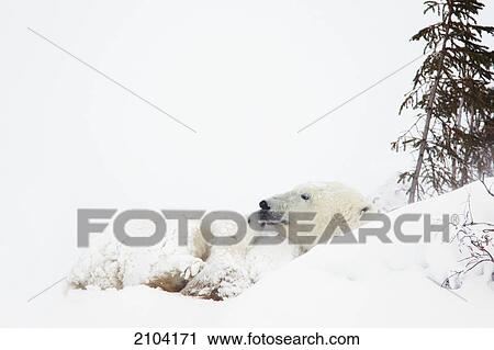 Stock Image - Polar bear (ursus maritimus) cub kisses her mother at wapusk national park; manitoba canada. Fotosearch