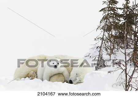 Polar bear (ursus maritimus) cub rests on her mother's legs at wapusk national park; manitoba canada View Large Photo Image Stock Photo - Polar bear (ursus maritimus) cub rests on her mother's legs at wapusk national park; manitoba canada. Fotosearch