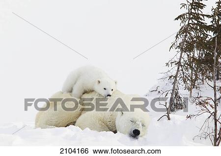 Stock Photograph - Polar bear (ursus maritimus) cub rests on her mother's back at wapusk national park; manitoba canada. Fotosearch