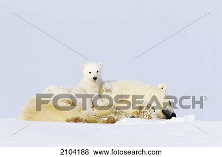 Polar bear (ursus maritimus) cub sitting on her mother at wapusk national park; manitoba canada View Large Photo Image Stock Photo - Polar bear (ursus maritimus) cub sitting on her mother at wapusk national park; manitoba canada. Fotosearch