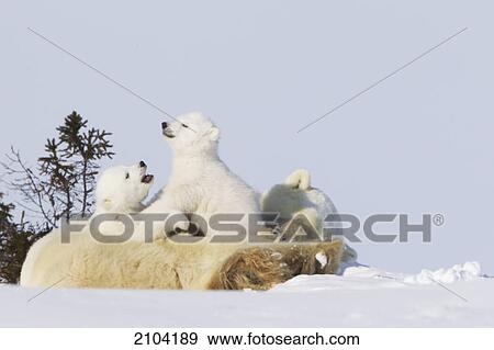 Polar bear (ursus maritimus) cub relaxing with brother at wapusk national park; manitoba canada View Large Photo Image Stock Photo - Polar bear (ursus maritimus) cub relaxing with brother at wapusk national park; manitoba canada. Fotosearch