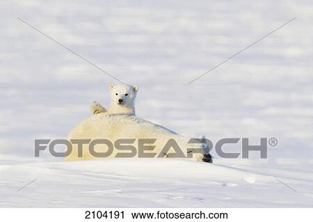 Polar bear (ursus maritimus) cub with it's paw up as it's mother sleeps at wapusk national park; manitoba canada View Large Photo Image Stock Image - Polar bear (ursus maritimus) cub with it's paw up as it's mother sleeps at wapusk national park; manitoba canada. Fotosearch