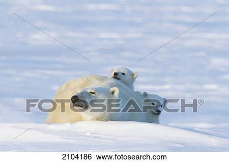 Stock Photograph - Polar bear (ursus maritimus) cubs cautiously look over their mother at wapusk national park; manitoba canada. Fotosearch