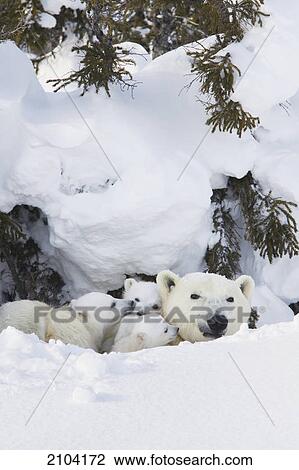 Polar bear (ursus maritimus) sow and three cubs outside their den at wapusk national park; manitoba canada View Large Photo Image Stock Image - Polar bear (ursus maritimus) sow and three cubs outside their den at wapusk national park; manitoba canada. Fotosearch