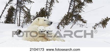 Polar bear (ursus maritimus) sow and two cubs rest on their mother's back outside their den at wapusk national park; manitoba canada View Large Photo Image Stock Image - Polar bear (ursus maritimus) sow and two cubs rest on their mother's back outside their den at wapusk national park; manitoba canada. Fotosearch