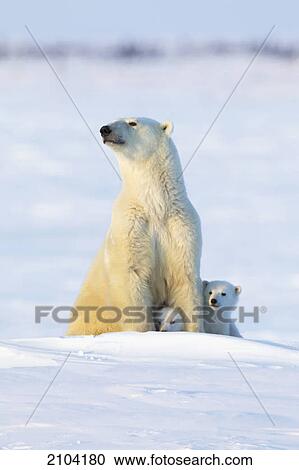 Stock Image - Polar bear (ursus maritimus) sow and cubs in the late afternoon sun at wapusk national park; manitoba canada. Fotosearch