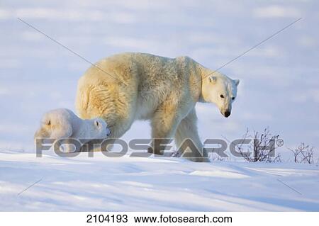Stock Image - Polar bear (ursus maritimus) sow and cub traveling at wapusk national park; manitoba canada. Fotosearch