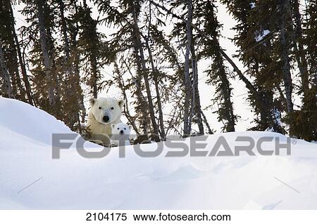 Polar bear (ursus maritimus) sow and cut stare at the camera at wapusk national park; manitoba canada View Large Photo Image Stock Photography - Polar bear (ursus maritimus) sow and cut stare at the camera at wapusk national park; manitoba canada. Fotosearch