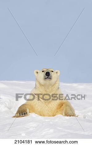 Polar bear (ursus maritimus) sticking it's head and chest out of a den at wapusk national park; manitoba canada View Large Photo Image Stock Image - Polar bear (ursus maritimus) sticking it's head and chest out of a den at wapusk national park; manitoba canada. Fotosearch