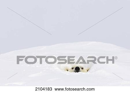 Polar bear (ursus maritimus) sticking it's head out of a den at wapusk national park; manitoba canada View Large Photo Image Stock Image - Polar bear (ursus maritimus) sticking it's head out of a den at wapusk national park; manitoba canada. Fotosearch
