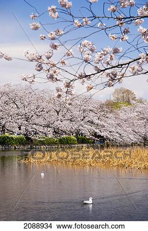 Pond and cherry blossom trees; tokyo, japan View Large Photo Image Picture - Pond and cherry blossom trees; tokyo, japan. Fotosearch