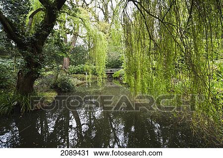 Pond with over hanging trees; sussex, england View Large Photo Image Stock Image - Pond with over hanging trees; sussex, england. Fotosearch