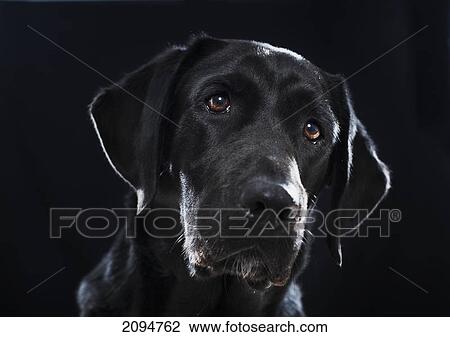 Stock Image - Portrait of a black labrador on a black background; tarifa, cadiz, andalusia, spain. Fotosearch