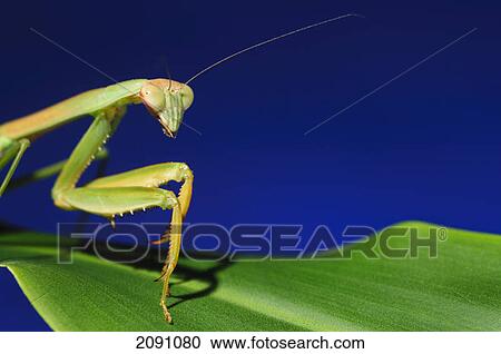 Stock Image - Praying mantis on blue background; alberta, canada. Fotosearch