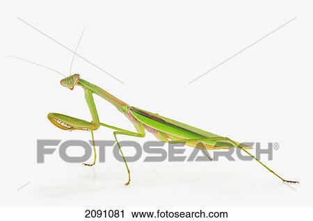Stock Image - Praying mantis on white background; alberta, canada. Fotosearch
