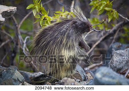 Stock Photo - Profile of a common porcupine (erethizon dorsatum); carcross, yukon, canada. Fotosearch