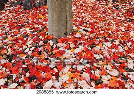 Red leaves fallen on the ground in autumn; portland, oregon, united states of america View Large Photo Image Stock Photography - Red leaves fallen on the ground in autumn; portland, oregon, united states of america. Fotosearch