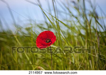 Red poppy in a grass field; northumberland england View Large Photo Image Stock Photo - Red poppy in a grass field; northumberland england. Fotosearch