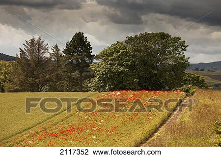 Red wildflowers growing in a strip of a field; northumberland england View Large Photo Image Stock Image - Red wildflowers growing in a strip of a field; northumberland england. Fotosearch