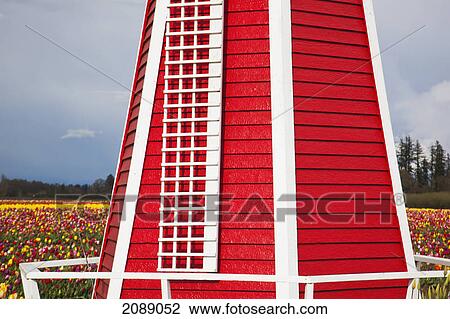 Red windmill and tulips fields at wooden shoe tulip farm; woodburn, oregon, united states of america View Large Photo Image Stock Image - Red windmill and tulips fields at wooden shoe tulip farm; woodburn, oregon, united states of america. Fotosearch
