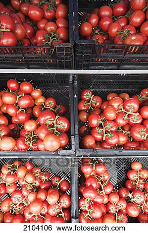 Ripe tomatos in crates; gold coast queensland australia View Large Photo Image Stock Photograph - Ripe tomatos in crates; gold coast queensland australia. Fotosearch