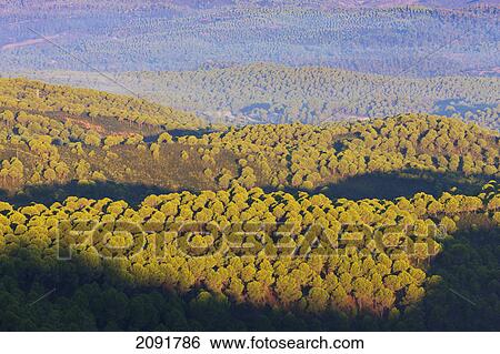 Rolling hills and pine forests near minas de rio tinto; huelva province, andalusia, spain View Large Photo Image Stock Photograph - Rolling hills and pine forests near minas de rio tinto; huelva province, andalusia, spain. Fotosearch