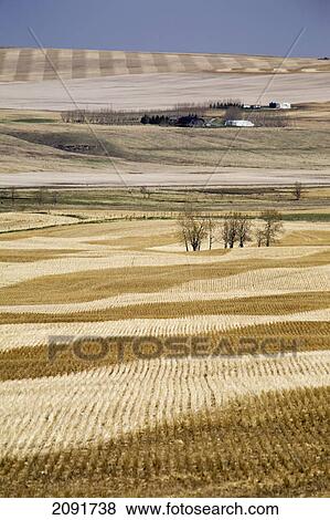 Stock Photo - Rolling stubble fields in the springtime with blue sky; alberta, canada. Fotosearch