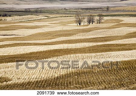 Rolling stubble fields in the springtime with blue sky; alberta, canada View Large Photo Image Stock Photo - Rolling stubble fields in the springtime with blue sky; alberta, canada. Fotosearch