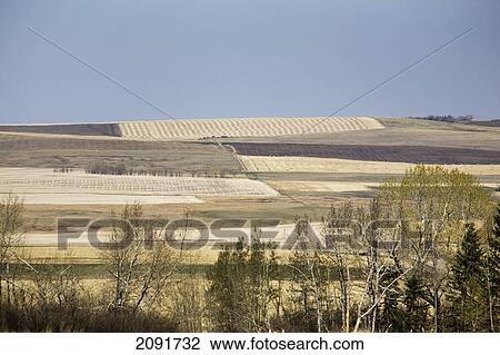 Stock Image - Rolling stubble hills with new leaved trees in foreground in the springtime with blue sky; alberta, canada. Fotosearch