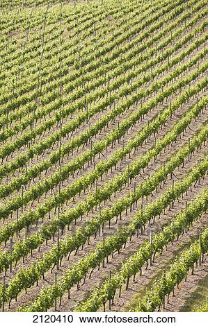 Stock Image - Rows of grape vines highlighted by the sun; summerland british columbia canada. Fotosearch