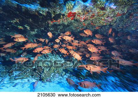 Schooling soldierfish (myriprisis sp. ); fakarava island tuamotus group french polynesia south pacific View Large Photo Image Stock Image - Schooling soldierfish (myriprisis sp. ); fakarava island tuamotus group french polynesia south pacific. Fotosearch