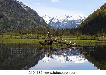 Stock Image - Seagulls sitting on a log at khutzeymateen grizzly bear sanctuary near prince rupert; british columbia canada. Fotosearch