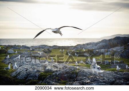 Seagulls sitting on a rock on the coast; race rocks island, british columbia, canada View Large Photo Image Picture - Seagulls sitting on a rock on the coast; race rocks island, british columbia, canada. Fotosearch