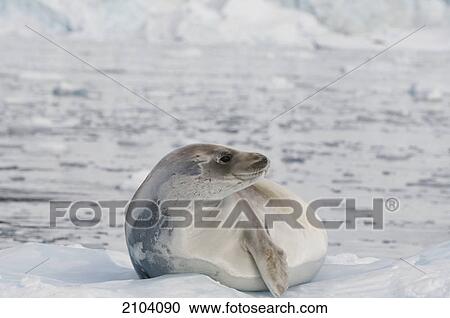 Seal on the ice; antarctica View Large Photo Image Stock Image - Seal on the ice; antarctica. Fotosearch
