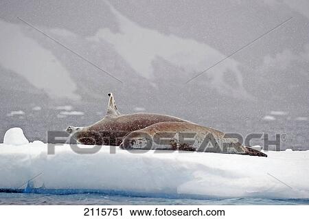 Seals laying on a piece of ice; antarctica View Large Photo Image Stock Image - Seals laying on a piece of ice; antarctica. Fotosearch