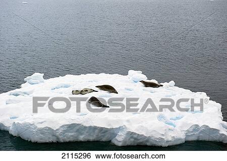 Seals laying on an iceberg; antarctica View Large Photo Image Stock Photograph - Seals laying on an iceberg; antarctica. Fotosearch