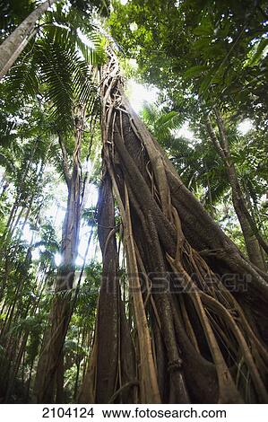 Semi-tropical rainforest in mount warning national park; new south wales australia View Large Photo Image Picture - Semi-tropical rainforest in mount warning national park; new south wales australia. Fotosearch