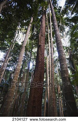 Stock Photo - Semi-tropical rainforest in mount warning national park; new south wales australia. Fotosearch