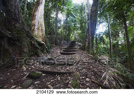 Stock Photo - Semi-tropical rainforest in mount warning national park; new south wales australia. Fotosearch