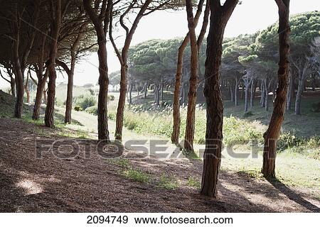 Shade provided by trees; tarifa, cadiz, andalusia, spain View Large Photo Image Stock Photo - Shade provided by trees; tarifa, cadiz, andalusia, spain. Fotosearch