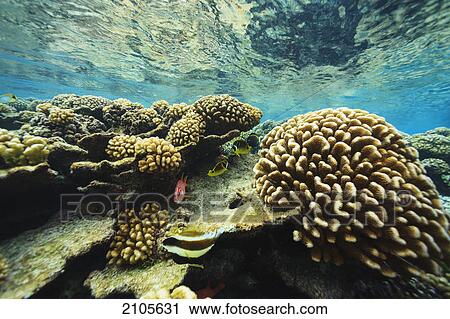 Shallow pristine coral reef; fakarava island tuamotus group french polynesia south pacific View Large Photo Image Stock Image - Shallow pristine coral reef; fakarava island tuamotus group french polynesia south pacific. Fotosearch