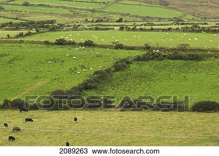 Sheep and cattle grazing on farmland; ireland View Large Photo Image Stock Image - Sheep and cattle grazing on farmland; ireland. Fotosearch