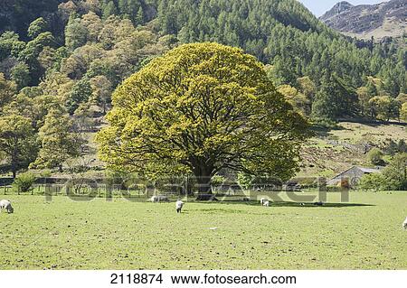 Sheep grazing by a lone tree; lake district england View Large Photo Image Picture - Sheep grazing by a lone tree; lake district england. Fotosearch