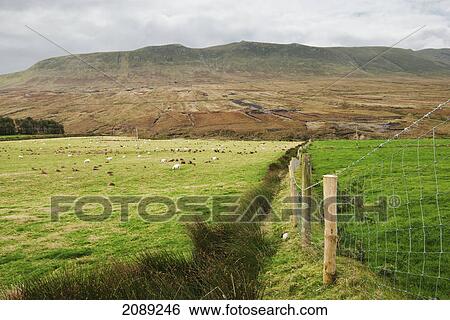 Stock Photograph - Sheep grazing in a field; ireland. Fotosearch