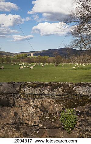 Sheep grazing in a field with hurlestone tower at lilburn in the background and an old stone wall in the foreground; northumberland, england View Large Photo Image Stock Photo - Sheep grazing in a field with hurlestone tower at lilburn in the background and an old stone wall in the foreground; northumberland, england. Fotosearch
