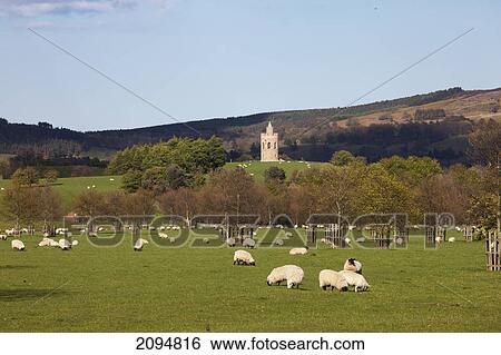 Sheep grazing in a field with hurlestone tower at lilburn in the background; northumberland, england View Large Photo Image Stock Photograph - Sheep grazing in a field with hurlestone tower at lilburn in the background; northumberland, england. Fotosearch