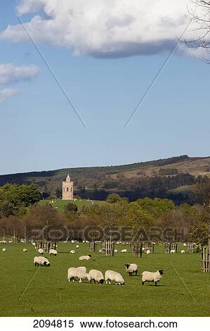 Sheep grazing in a field with hurlestone tower at lilburn in the background; northumberland, england View Large Photo Image Stock Photography - Sheep grazing in a field with hurlestone tower at lilburn in the background; northumberland, england. Fotosearch